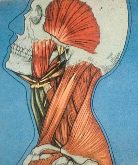 顱顎障礙症是什麼？